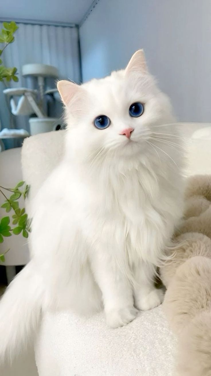 صور قطط بيضاء بعيون زرقاء